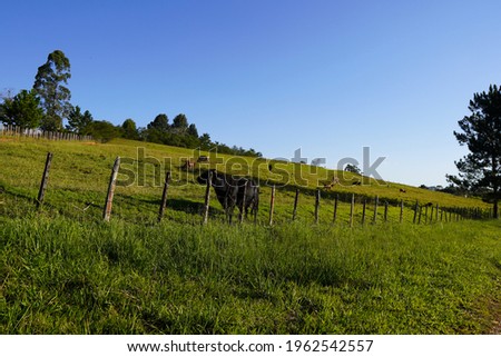 Cattle walking on pasture on a beautiful sunny day