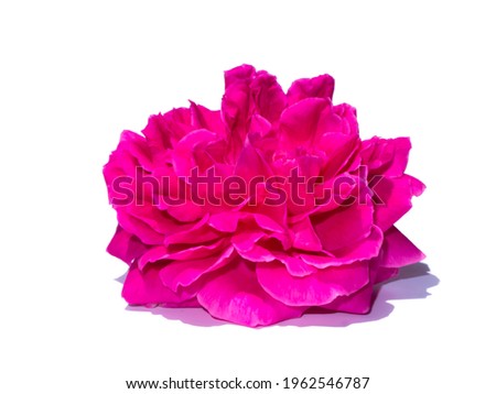Close up pink of Damask Rose flower (Scientific name Rosa damascena) on white background with soft shadow.