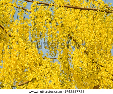 a beautiful yellow flower on blue sky
