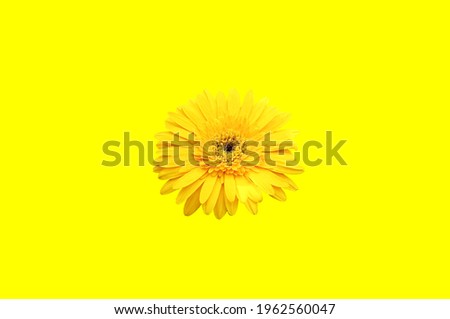 Top veiw minimal yellow gerbera daisy flower blooming isolated on yellow background for stock photo or illustration, spring floral, flat lay