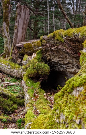 Mossy fallen trees in the primeval forest.