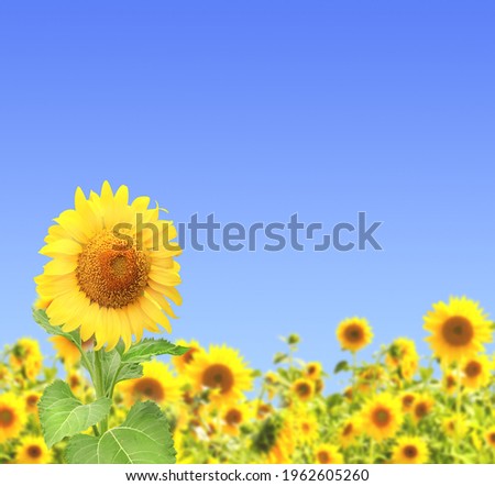 Bright yellow sunflowers on blue sky background. Vertical banner with sunflower field. Copy space for text. Mock up template