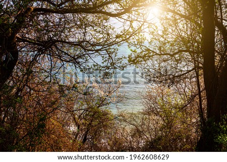 Beautiful seascape. Blooming spring trees against the background of the blue sea.