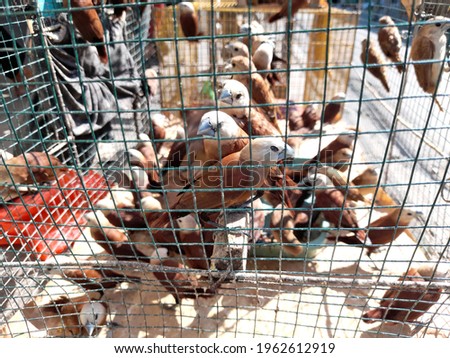 flock of birds on the cage