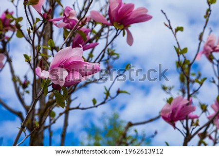 Pink magnolia flowers on a background of blue sky. Trees in the park in spring.