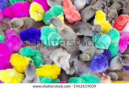 group of ducks,animal images top view
