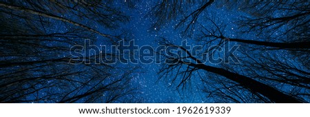 night sky in the forest with stars in heaven