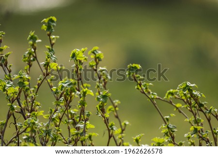 small tree branches in spring on neutral blur background. abstract with fresh green leaves
