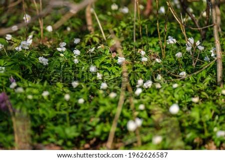 white small spring flowers closeup on green meadow background