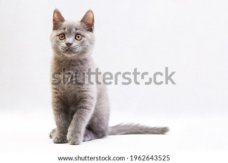 cute grey domestic kitten on light background horizontal photo