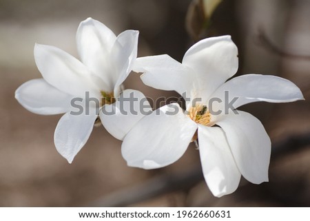 Closeup of blooming white magnolia flowers on green background on sunny spring day
