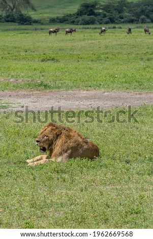 Vertical picture of a male lion at the Ngorongoro Conservation Area lies on green gras