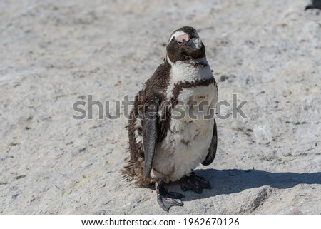 African penguin during moult stay on sand at Boulders Beach, Cape Town, South Africa