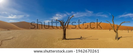 Dead camel thorn trees and the red dunes of Deadvlei near the famous salt pan of Sossusvlei. Namib-Naukluft National Park, Namibia. panorama