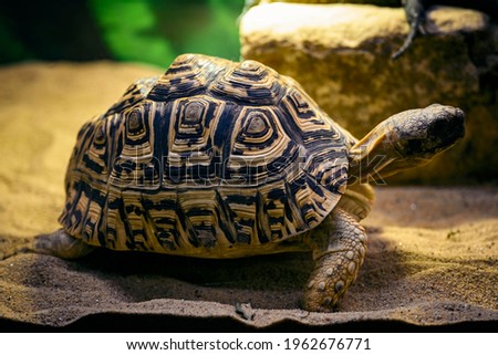Stigmochelys pardalis - leopard tortoise in a terrarium. Royalty-Free Stock Photo #1962676771