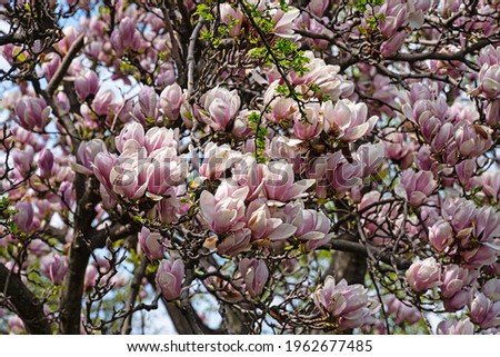 Magnolia Tree In Bloom, flower heads in springtime