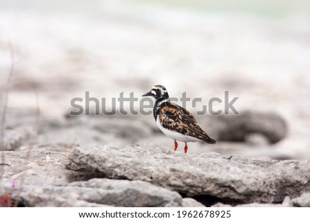 Medium-sized wader ruddy turnstone, Arenaria interpres standing on a stony beach by the Baltic Sea at Gotland island, Sweden, Europe Royalty-Free Stock Photo #1962678925