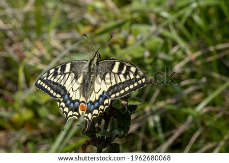 Iphiclides podalirius butterfly close up macro