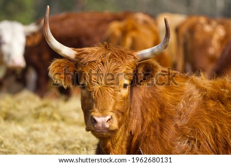 Red Cattle, lying on hay at spring field. Orange breed cow for meat and milk. Farming, free grazing concept, autumn field