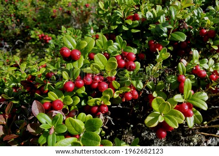 Wild lingonberries growing in the forest (Vaccinium vitis-idaea) Cowberry is a short evergreen shrub          Royalty-Free Stock Photo #1962682123