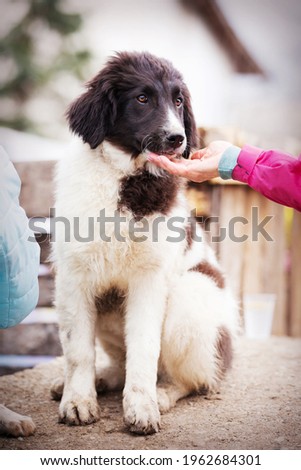 Bulgarian shepherd dog puppy portrait