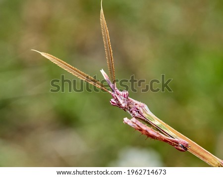 Conehead mantis on a plant. Natural enviroment. Empusa pennata. 