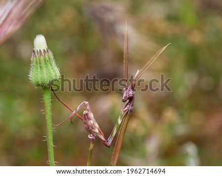 Conehead mantis on a plant. Natural enviroment. Empusa pennata. 