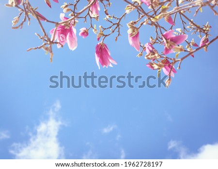 Background with pink magnolia flowers and blue sky, horizontal format