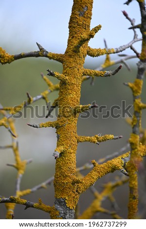 
spring, trees still without leaves, trunk overgrown with yellow moss