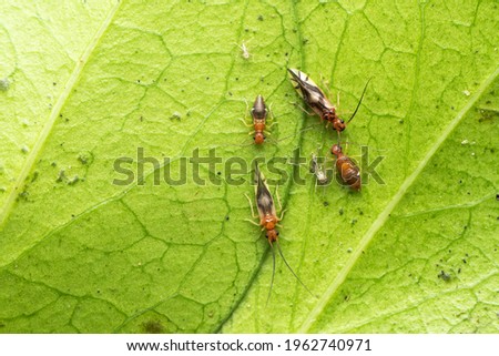 Family of book lice, Abelopsocus basipunctatus, Satara, Maharashtra, India