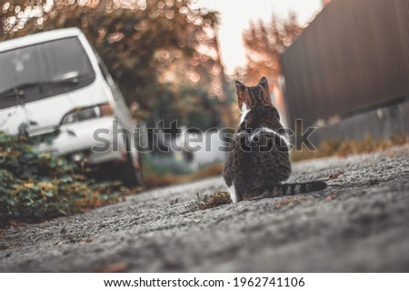 photo of a beautiful lonely cat looking into the distance, photo from the back, Dutch angle