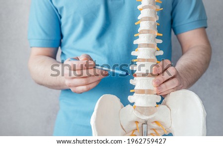Male doctor's hand pointing at intervertebral hernia on skeleton spine model close-up, physiotherapist pointing at spine model in the clinic Royalty-Free Stock Photo #1962759427