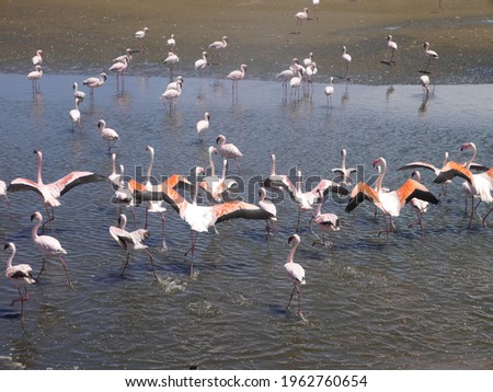 Flamingo photo taken on a trip to Namibia