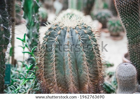 Texture green prickly cacti close-up, beautiful background. Densely growing cacti in Sunny weather grow on the African continent. Very sharp spikes that are invisible. Home decor