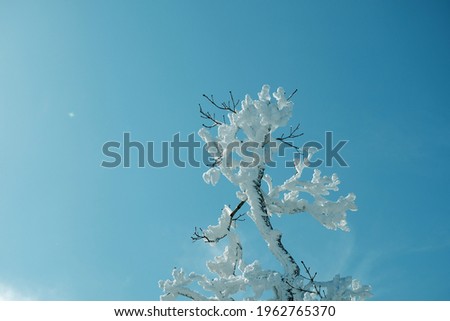 winter mountain snow tree snowflake freezing