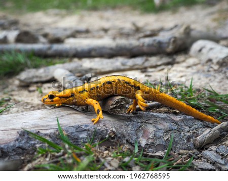 yellow salamander walking in the forest