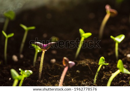 Young basil seedlings growing in the soil in a pot. New growth concept