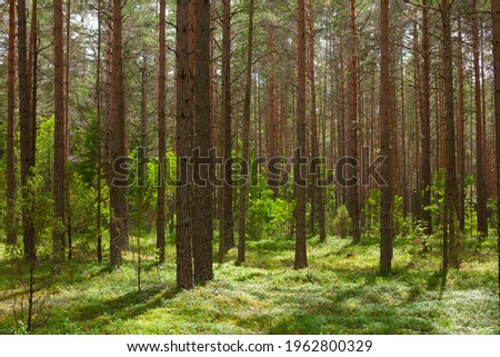 Pine forest in sunny summer day. Nature landscape with blueberry bushes growing in Natural habitat. Beautiful natural Wallpaper