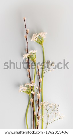 Vertical spring flower banner with willow twigs and alyssum on a blue background with copy space suitable for holiday cards and greetings. Floristic composition. Flat lay
