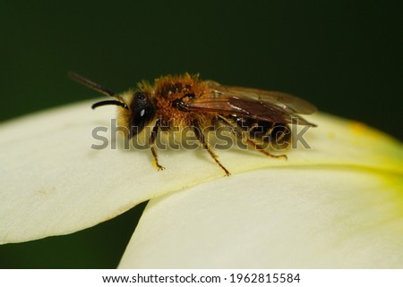 Close-up of a small fluffy bee Andrena chrysopyga resting and sitting on a white petal of  narcissus plant Narcissus poeticus in spring in the foothills of the North Caucasus 