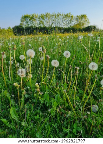 Spring nature in green colors and dandelions