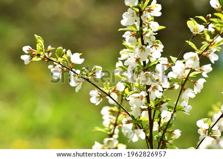 Spring blossom of sakura, spring cover photo 