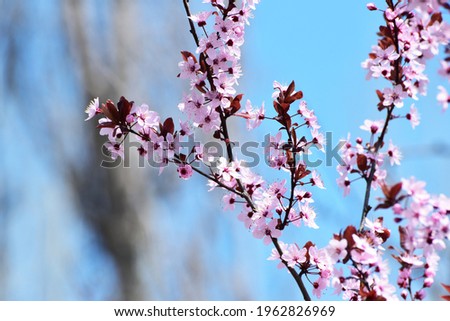 Spring blossom of sakura, spring cover photo 