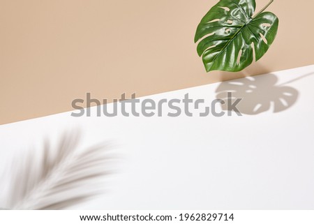 Side view green tropical palm leaf. Still life with sunlight and harsh shadow. White empty table and beige wall. Minimal summer concept with monstera palm leaf and shadow. Beige wall background Royalty-Free Stock Photo #1962829714