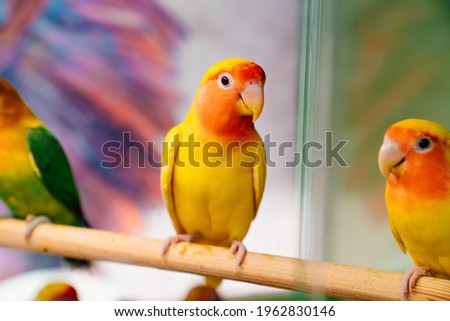 lovebird parrot. birds are inseparables. large, colorful, beautiful parrots. popular with fans of feathered exotics. pet shop. Veterinary clinic. Royalty-Free Stock Photo #1962830146