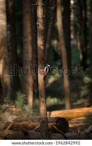 Woodpecker on the tree in the sunny forest