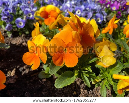 Vibrant orange viola cornuta spring flowers close up, flower bed with horned violet pansies high angle view, floral spring wallpaper background
