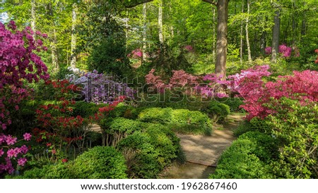 Azaleas and other treats in bloom at the at the U.S. National Arboretum in Washington, DC. Royalty-Free Stock Photo #1962867460