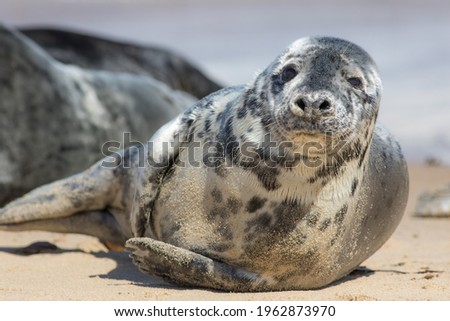Wild grey seal (Halichoerus grypus) portrait image Close-up of cute young adult gray seal with spotted fur from Horsey colony UK Cute coastal wildlife animal laying on the beach looking at the camera  Royalty-Free Stock Photo #1962873970