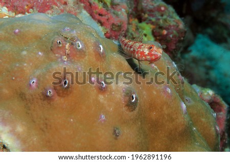 A sand Lizardfish on a brown coral Pescador Island Philippines                             